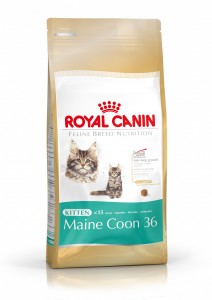 ROYAL CANIN Gatos Kitten Maine Coon 36
